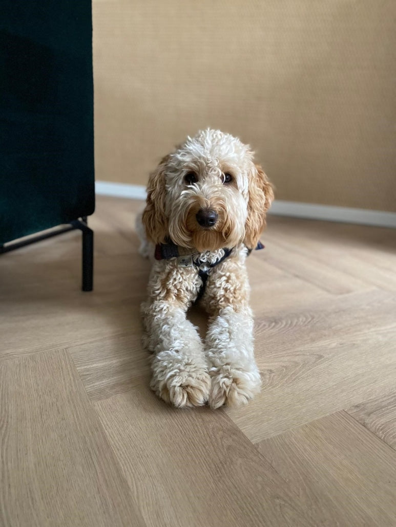 Belakos - Palazzo Visgraat XL 72 Rigid Click